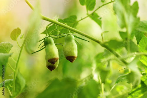 Green sick tomato affected by disease vertex rot in a greenhouse in the garden. Lack of fertilizer for vegetables