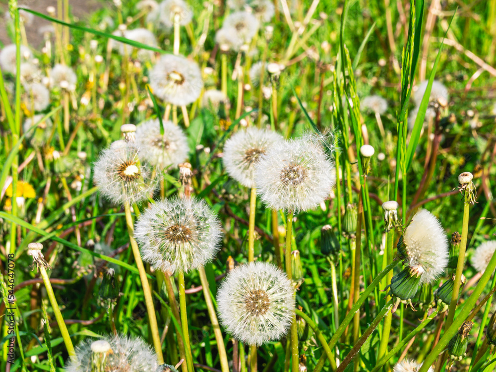 White dandelion in the summer in the forest. Dandelion seeds. White dandelion in the summer in the forest. Dandelion seeds.