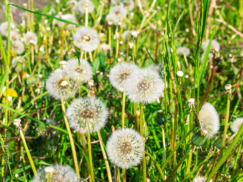 White dandelion in the summer in the forest. Dandelion seeds.