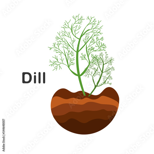 Dill in the ground, vector illustration. Isolated dill plant. Herb illustration. Growth of dill. Dill spice. Ingredient in a salad. Flat style garden plant. Illustration on white isolated background.
