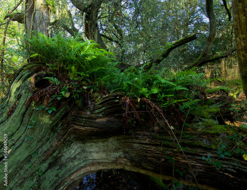Fototapeta Naklejka Na Ścianę i Meble -  Polypody ferns on a dead tree