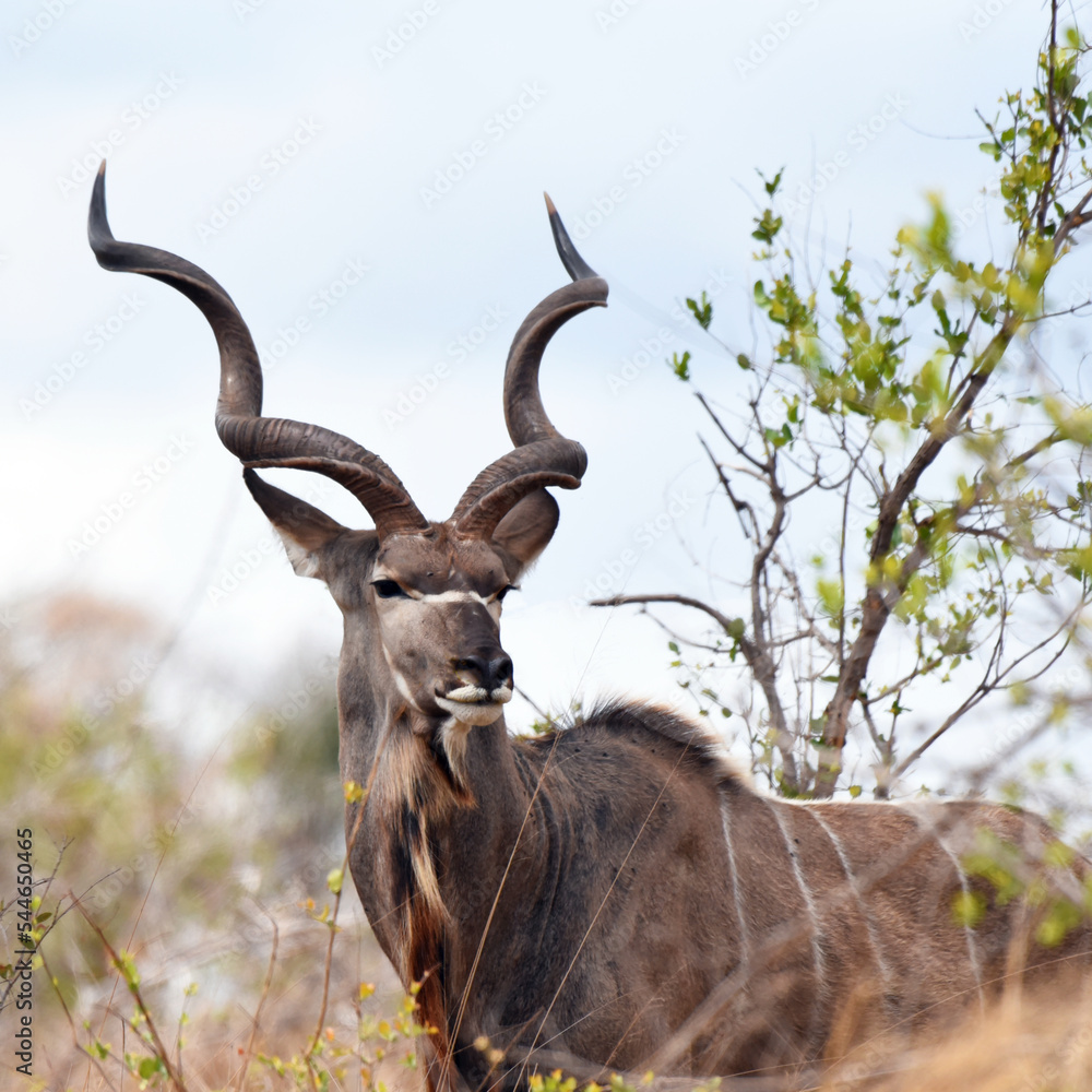 greater-kudu-adult-male-with-characteristic-twisted-horns-stock-photo