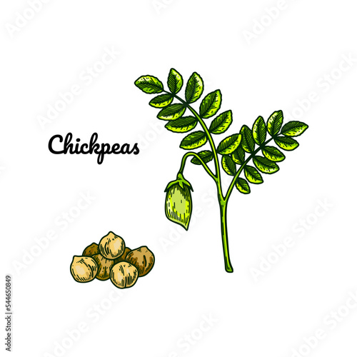 Hand drawn chickpeas branch with a pod and handful of grains. Colorful botany vector illustration in sketch style