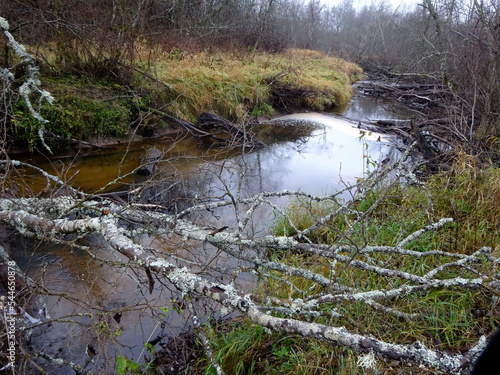 A wild little river with fallen trees and lots of rocks. A small trout river during autumn. photo