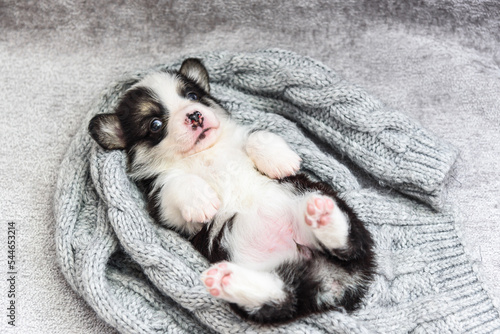Adorable Pembroke Welsh Corgi cub lies lies on the back on grey knitted scarf in studio closeup. Cute little animal rests on floor. Lovely pet © lusyaya