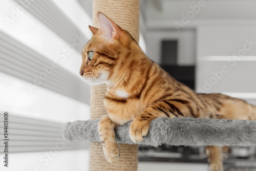 Adorable Bengal cat on a scratching post near the window.