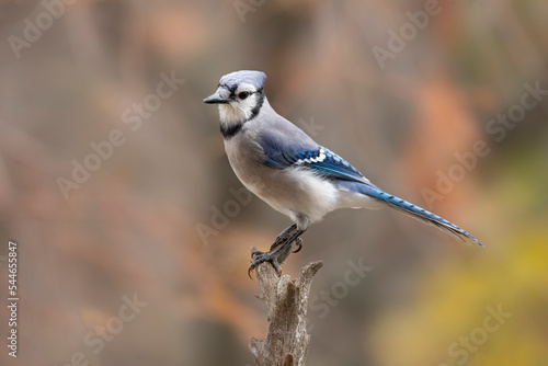 blue jay on perch © Hal Moran
