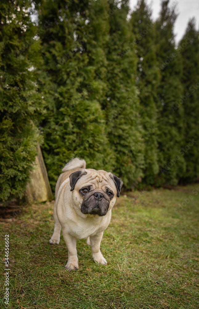 Pug standing on green grass