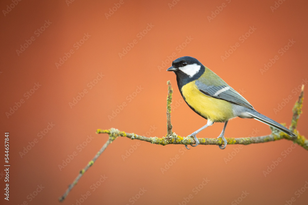Obraz premium Colorful great tit Parus major perched on a tree, photographed in horizontal, amazing background