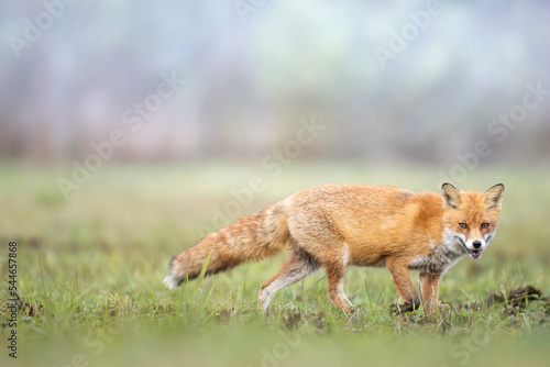 Fox Vulpes vulpes in autumn scenery  Poland Europe  animal walking among autumn meadow