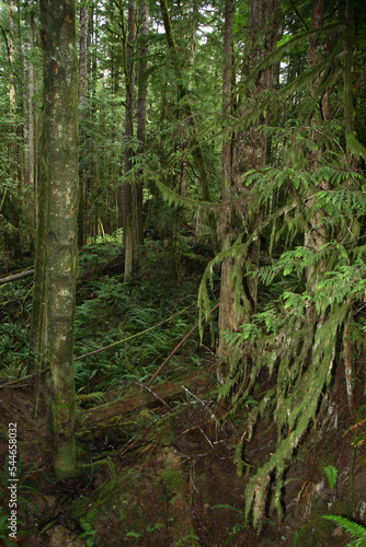 Küstenregenwald - Sunshine Coast - Kanada / Coastal Rainforest - Sunshine Coast - Canada /