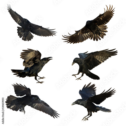 Birds flying ravens isolated on white background Corvus corax. Halloween - mix six birds  silhouette of a large black bird cut on a white background for graphic design applications