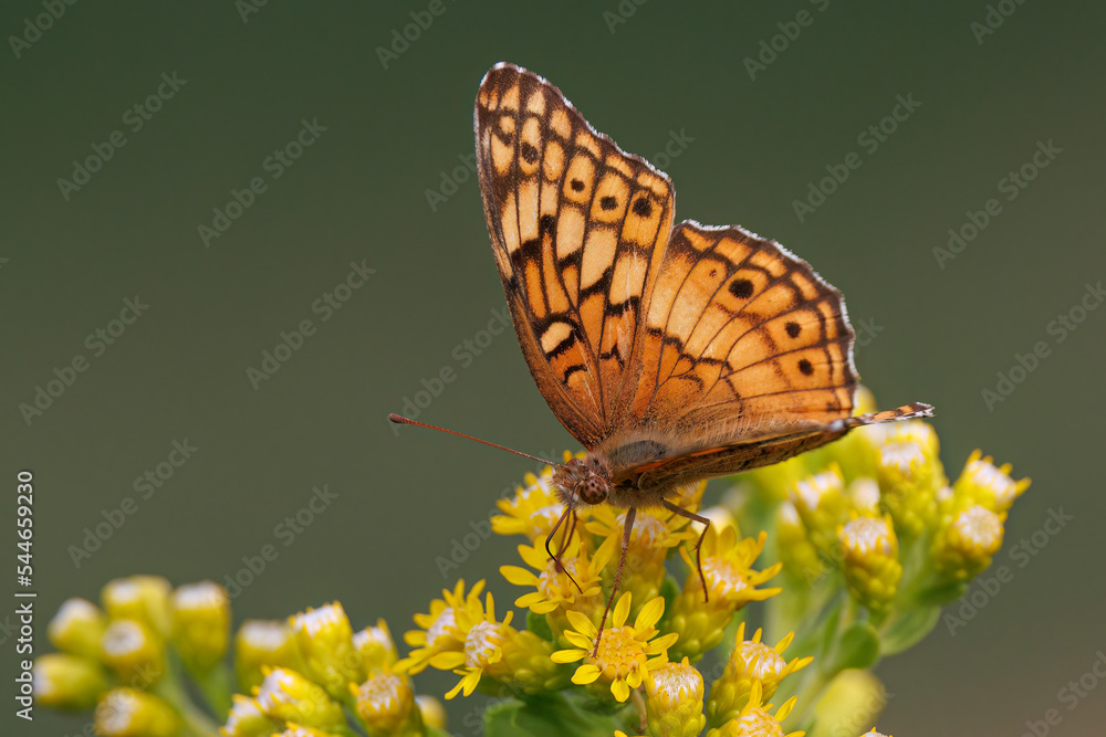 Naklejka premium Variegated Flitilary