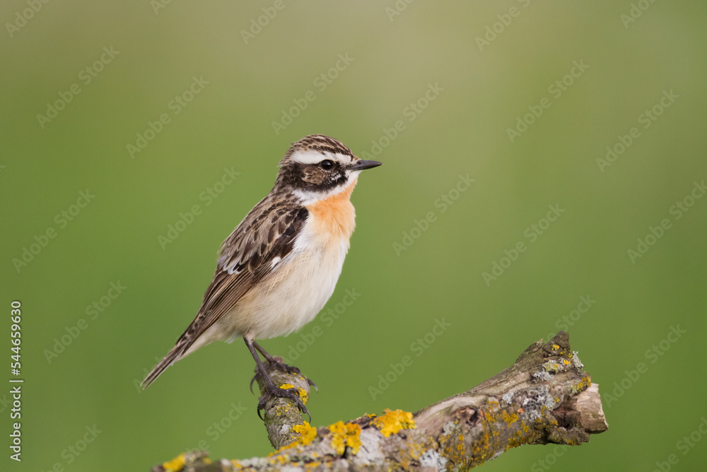 Bird Whinchat Saxicola rubetra - bird sitting on the weed, male, amazing background with warm light summer time Poland, Europe Bird Whinchat Saxicola rubetra - bird sitting on the weed, male, amazing background with warm light summer time Poland, Europe