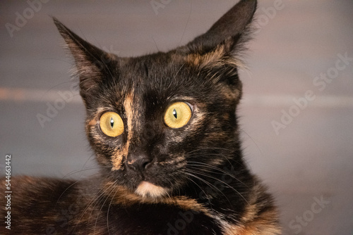 Chat écaille de tortue