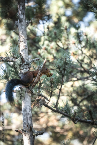 Ecureuil dans un arbre avec une pomme de pin © jeremy