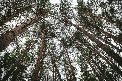 trees in the woods