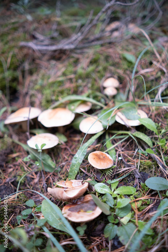 mushrooms in the forest