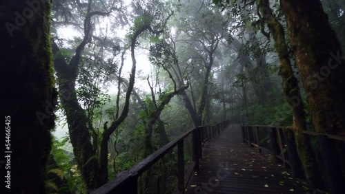 Beautiful rain forest or montain forest at ang ka nature trail in doi inthanon national park, Thailand, travel nature concept