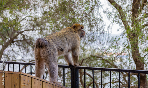 Barbary macaque at Rock of Gibraltar, UK.