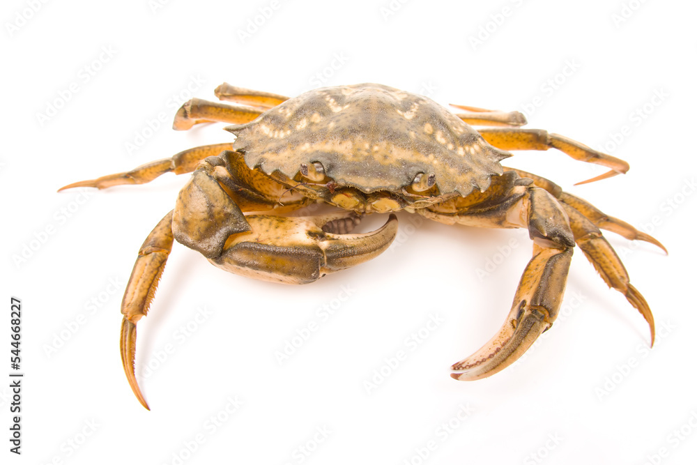 Yellow sea crab on a white background. Yellow sea crab on a white background.