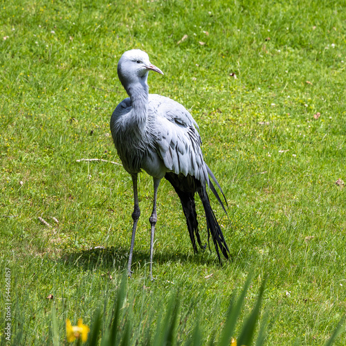 The Blue Crane, Grus paradisea, is an endangered bird photo