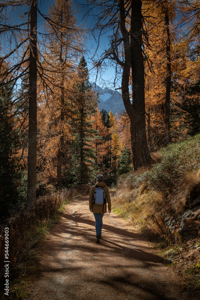 Fototapeta premium Frau macht einen herbstlichen Spaziergang im Lärchenwald