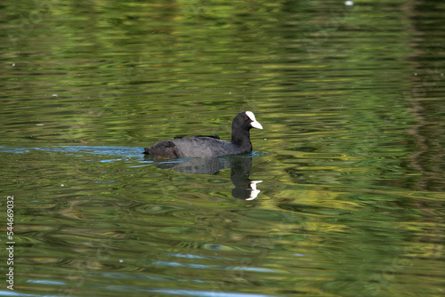 The Eurasian coot, Fulica atra swimming on the Kleinhesseloher Lake at Munich, Germany photo