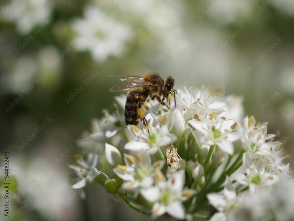 Bee on a Chive Flower in Summer Bee on a Chive Flower in Summer