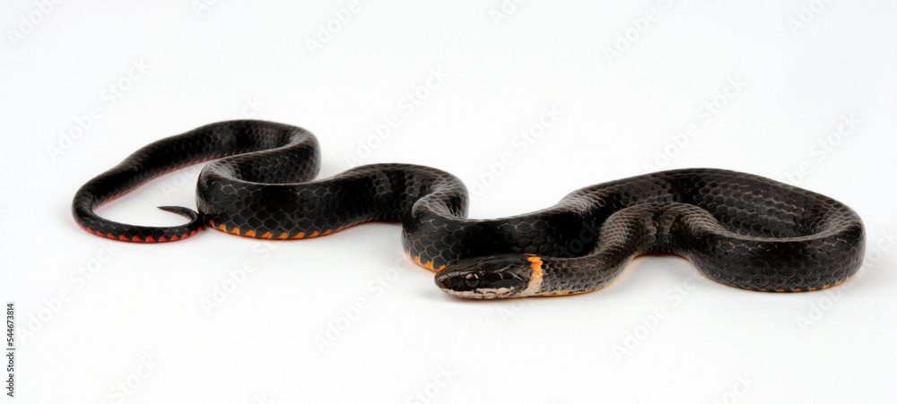 Fototapeta premium Ringhalsnatter, Halsringnatter, Halsbandnatter // Ring-necked snake (Diadophis punctatus)