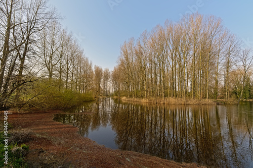 Sunny bare trees along an old tide arm of river Scheldt , reflecting in the water Scheldemeersen nature reserve, Merelbeke, Flanders, Belgium 