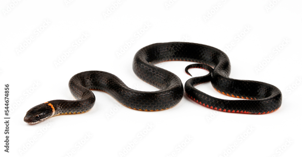 Fototapeta premium Ring-necked snake // Ringhalsnatter, Halsringnatter, Halsbandnatter (Diadophis punctatus)