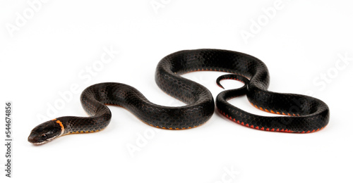 Ring-necked snake // Ringhalsnatter, Halsringnatter, Halsbandnatter (Diadophis punctatus)