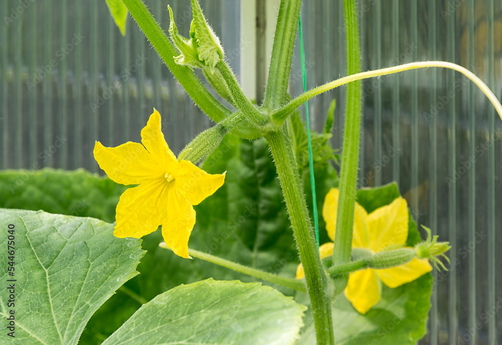 Cucumber plant with a bright yellow flower on a small cucumber tied up with a cord in a greenhouse. You can also see the stepchildren and whiskers of the plant well. The concept of growing vegetables.