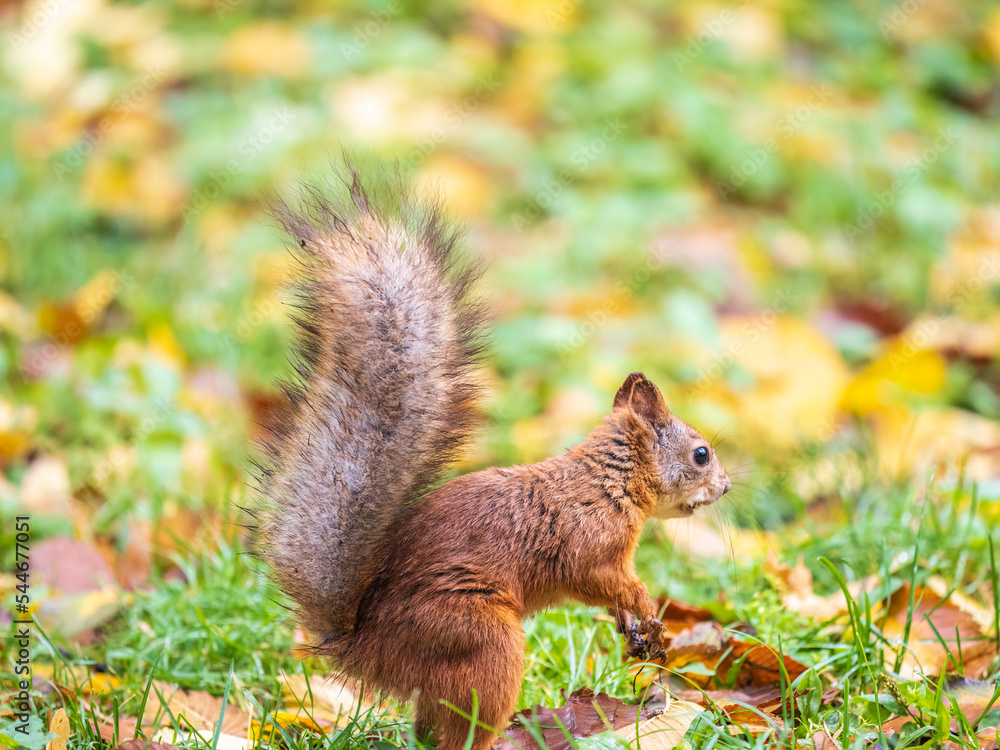 Squirrel in autumn hides nuts on the green grass with fallen yellow leaves Squirrel in autumn hides nuts on the green grass with fallen yellow leaves