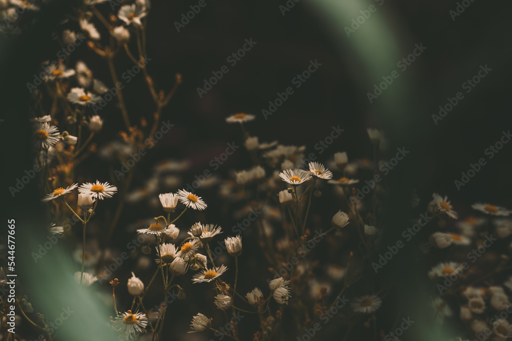 Natural background of daisies in the evening garden