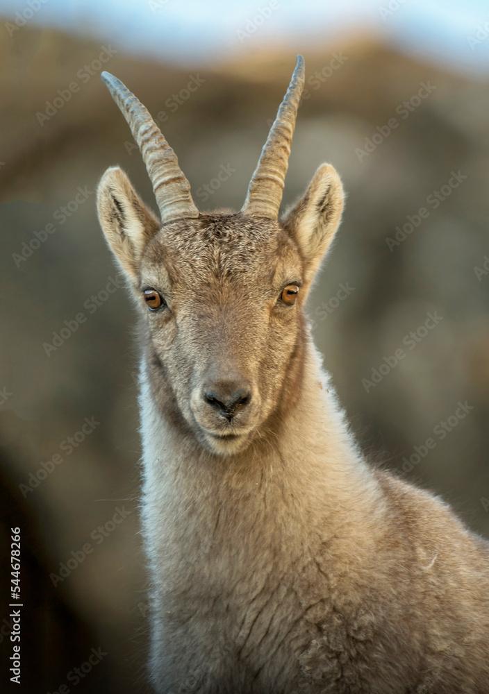Close up to female alpine ibex (Capra ibex) against soft brown background, Italian alps.