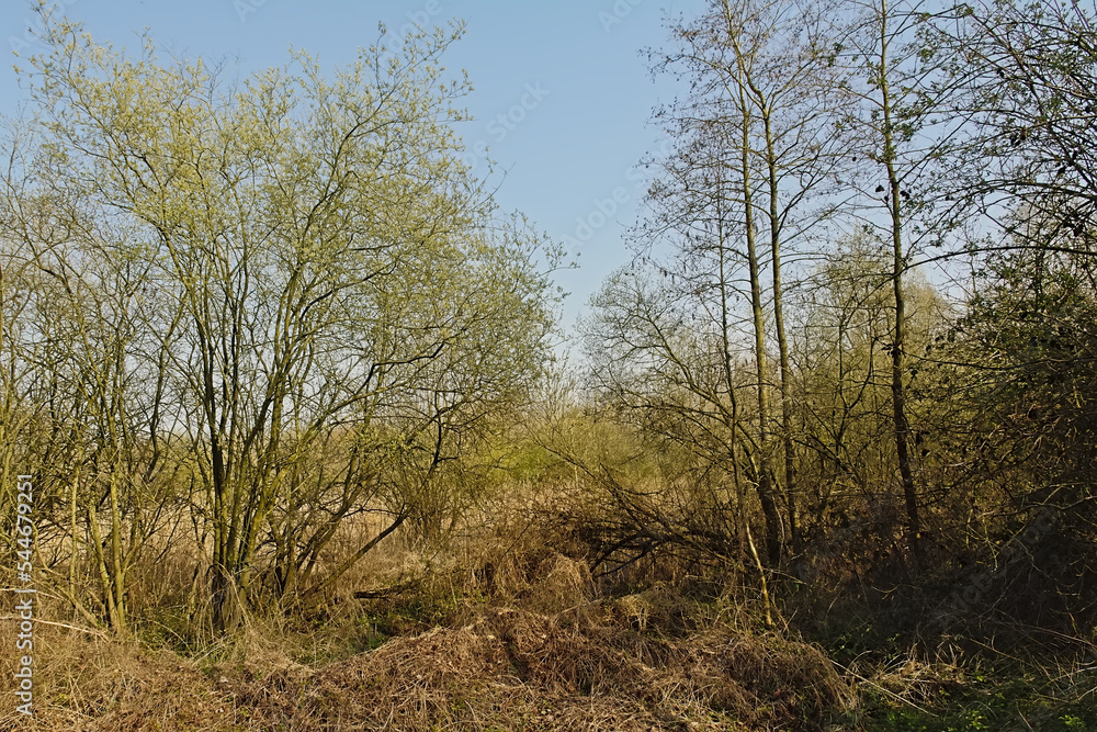Sunny bare trees and shrubs under a blue sky in the Flemish countryside Sunny bare trees and shrubs under a blue sky in the Flemish countryside
