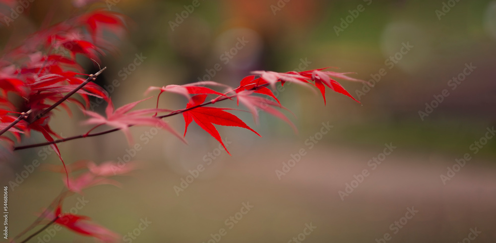 Red maple leaves on a homogeneous background. Red maple leaves on a homogeneous background.