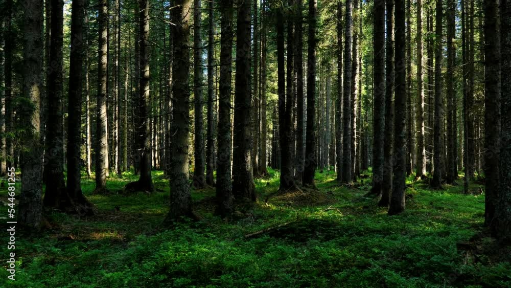 Ambient shot of a beautiful forest, sun shinning in between the trees, camera moving forward on a gimbal Ambient shot of a beautiful forest, sun shinning in between the trees, camera moving forward on a gimbal