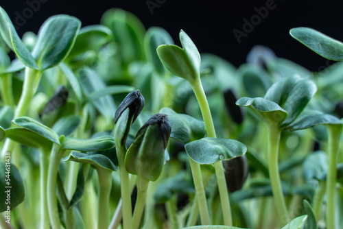 Sunflower microgreens birth close up on black background. Green micro plants helianthus germination. Young sprouts in containers. Germination of cereal crop seeds. Healthy nutrition and organic food.