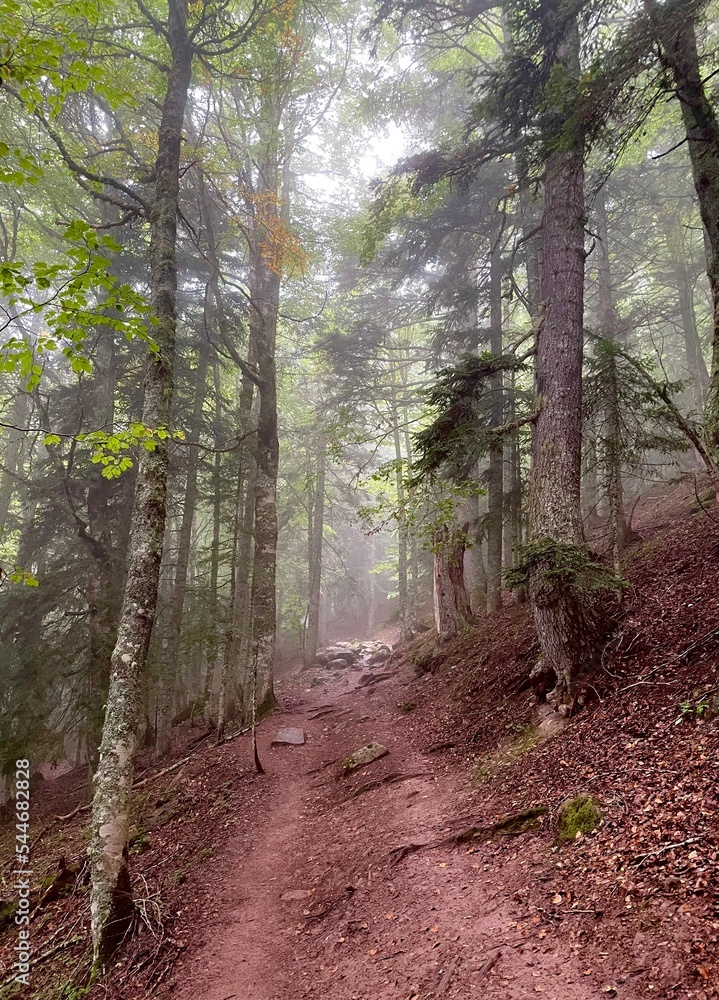 Fototapeta premium Bosque