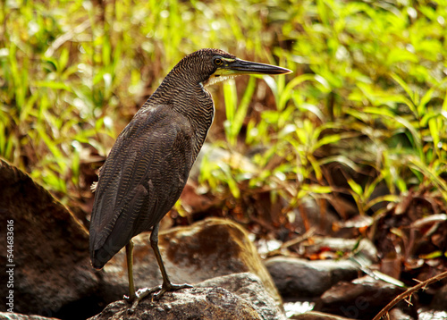 Fasciated Tiger-Heron
