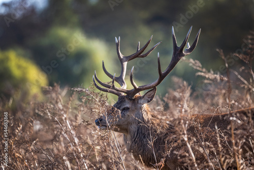 Red deer stag hiding in the bush