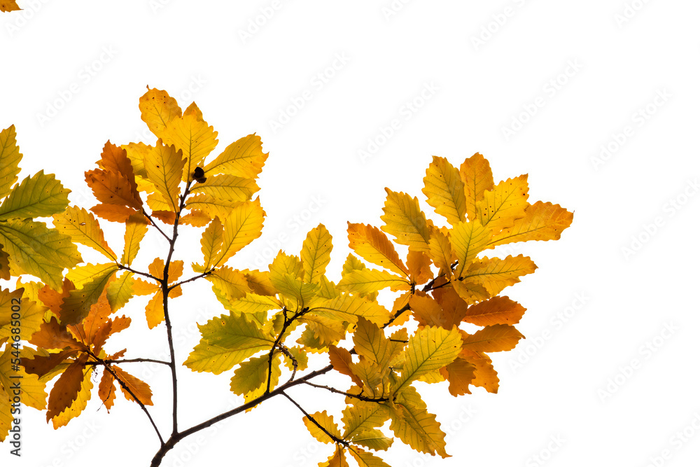 Obraz premium Yellowed oak leaves on a white background