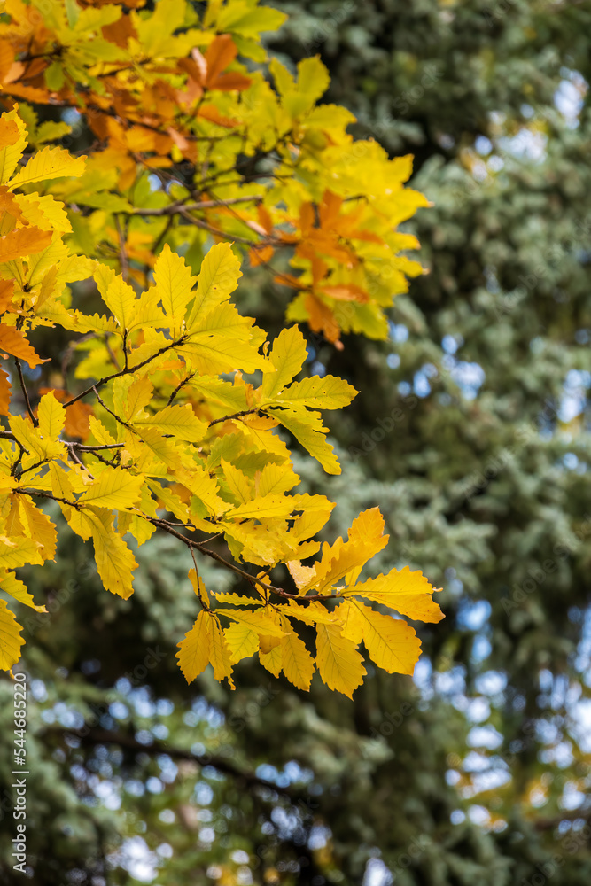 Oak branches with yellow leaves in autumn park Oak branches with yellow leaves in autumn park