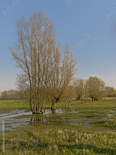 Flooed winter meadow with bare willow trees in the flemish countryside photo