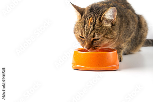 The cat eats wet food from a bowl. White background.Copy space.	
