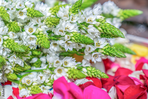 Flower Bouquet Material (Ornithogalum saundersiae) photo