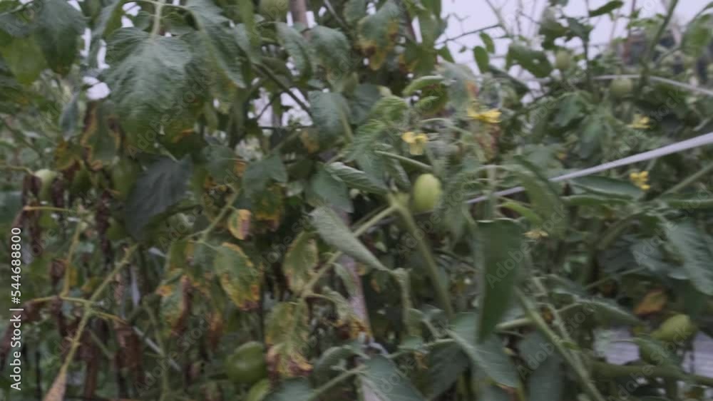 Green tomato garden growing fresh on the plantation Green tomato garden growing fresh on the plantation